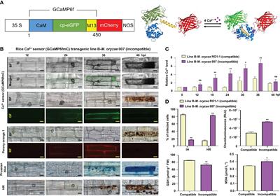 Cytoplasmic Ca2+ influx mediates iron- and reactive oxygen species-dependent ferroptotic cell death in rice immunity